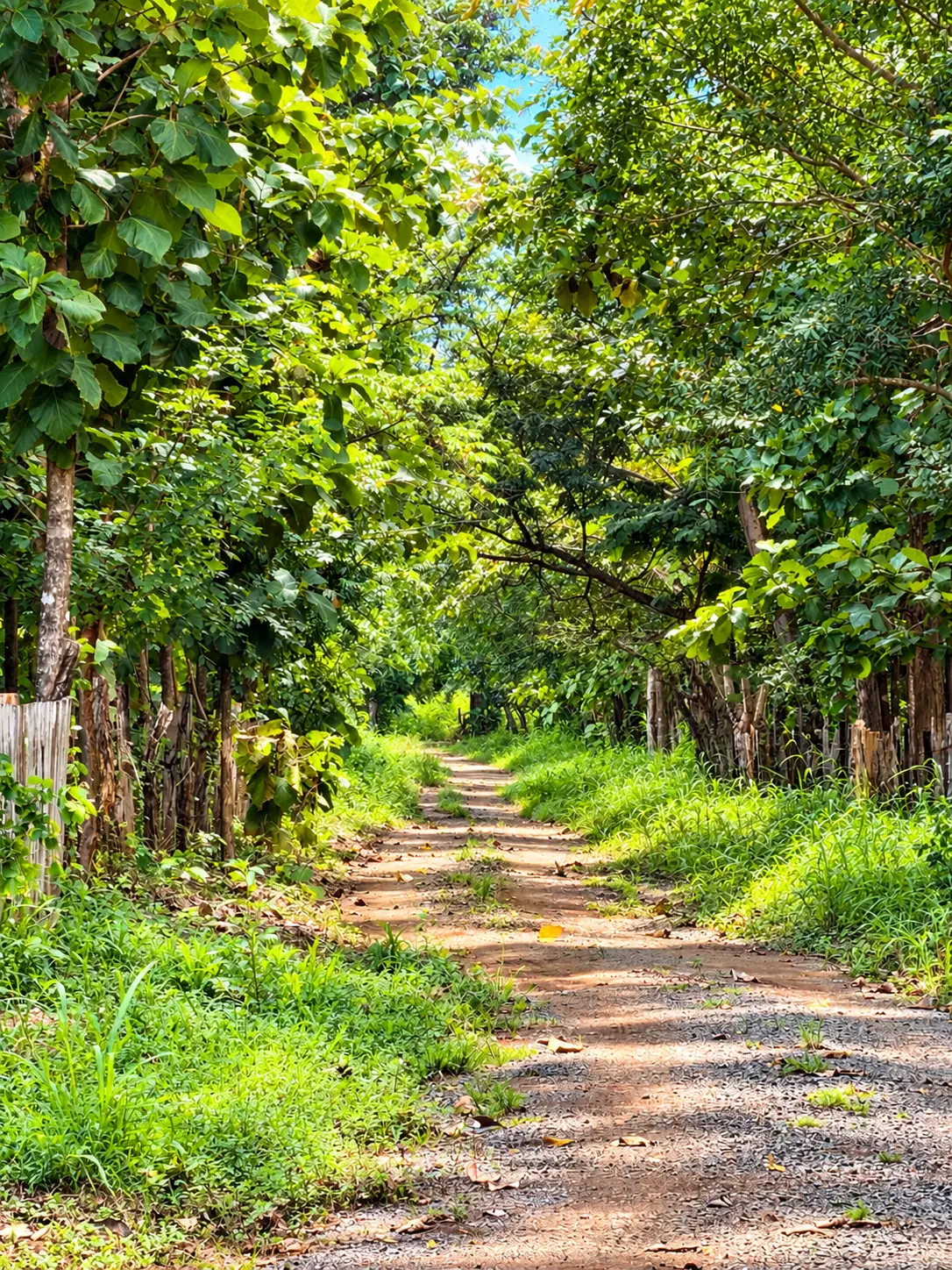 Road through the trees