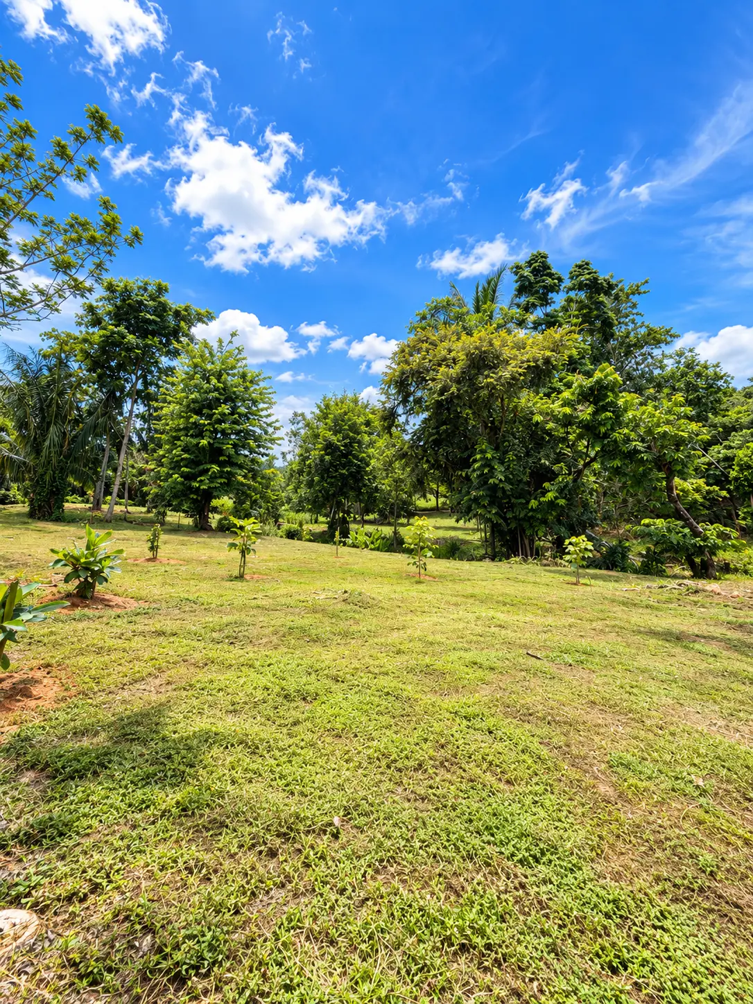 Open land with trees